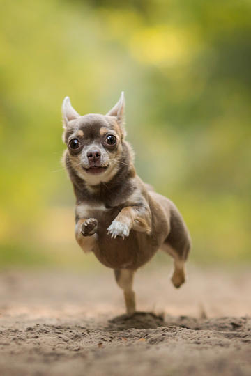 高圆圆演着演着本体出来了