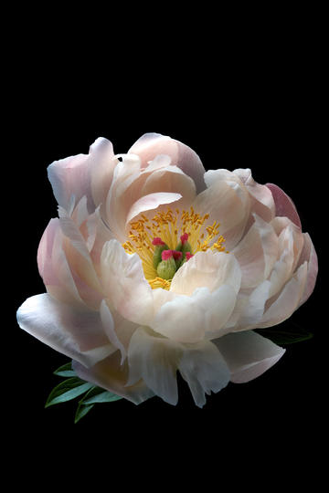 主人发布网红小猫悟空去世细节