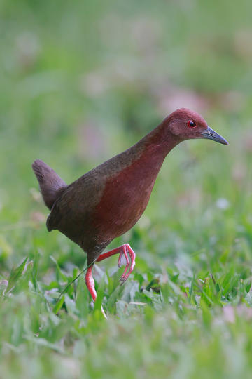 《九州缥缈录》里天驱大宗主是吕归尘还是姬野？