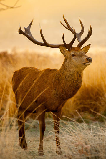 《哪吒2》票房破百亿！饺子导演能分多少？