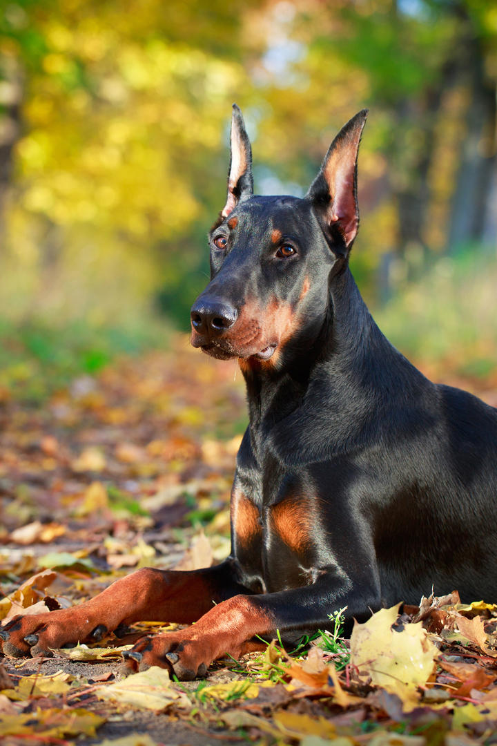 登顶全球动画电影票房榜首后，《哪吒2》最后悬念：能否冲击全球影史前三？